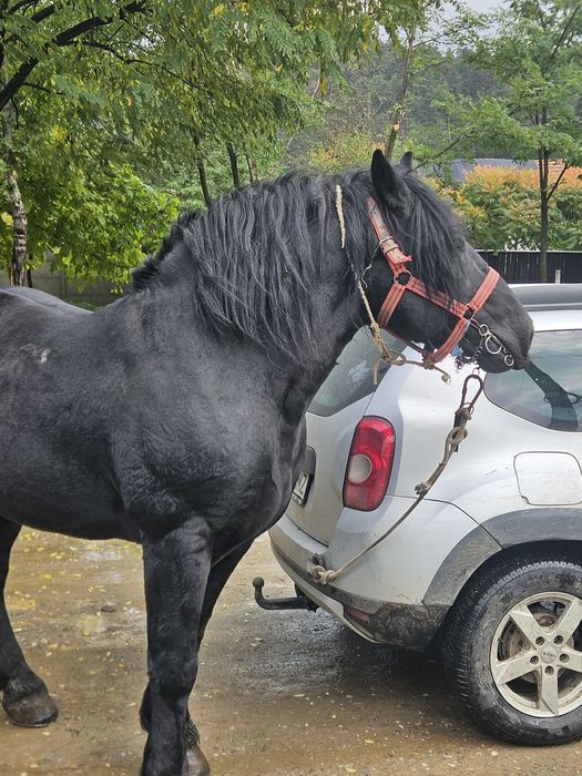 Armăsar de ungaria garantat la orice
