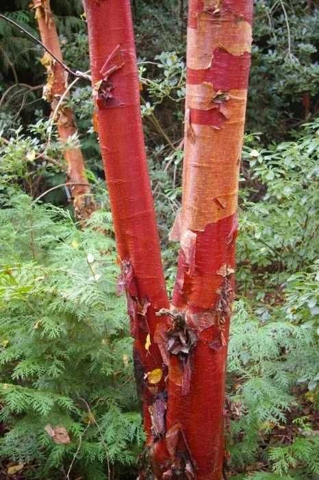 Mesteacan -Betula Pendula  mesteacan verde purpuriu  auriu