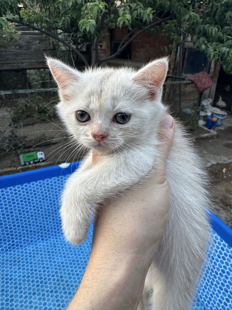 Продаются котята скотиш фолд и скотиш страйт.