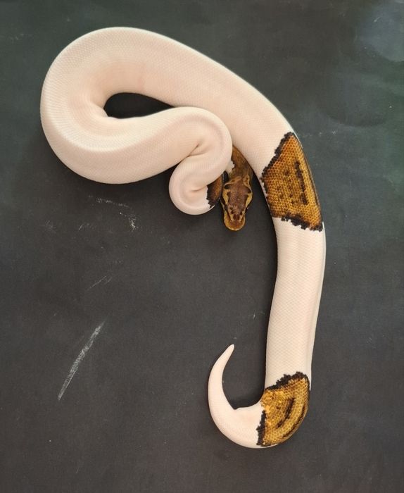 Кралски Питон Pastel Pied