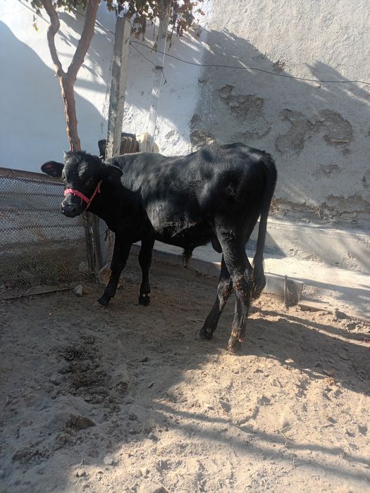 Букка сотилади 16милион