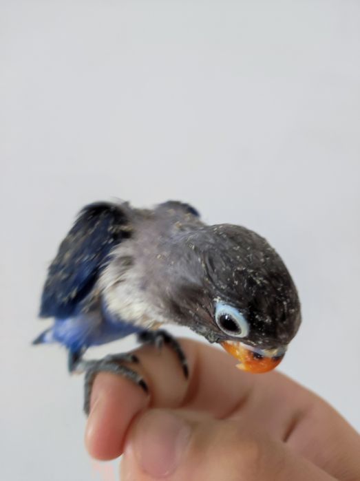 Nerazluchnik ruchnoy sotiladi