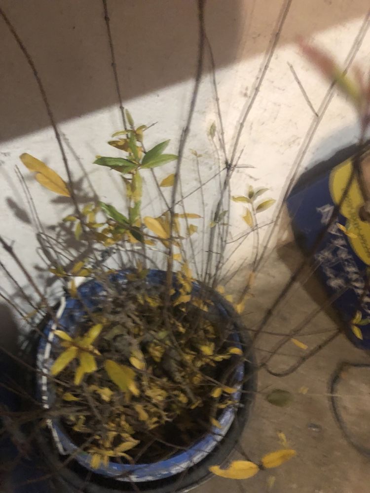 Puieti de cătină