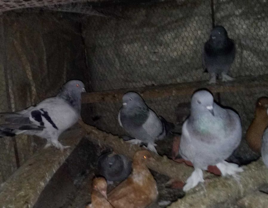 Гълъби мардини..