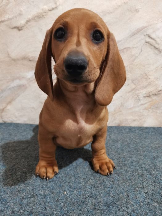 Teckel Maro STANDARD