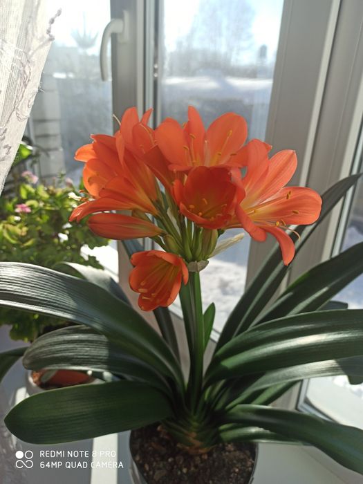 Продам комнатный цветок Кливия.