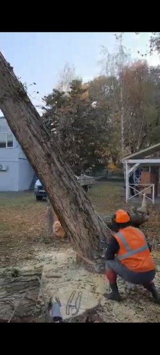 Спил деревьев Алматы и область