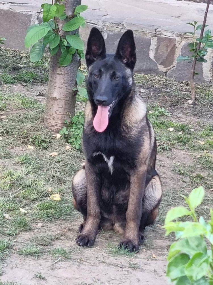 Femelă ciobănesc belgian malinois