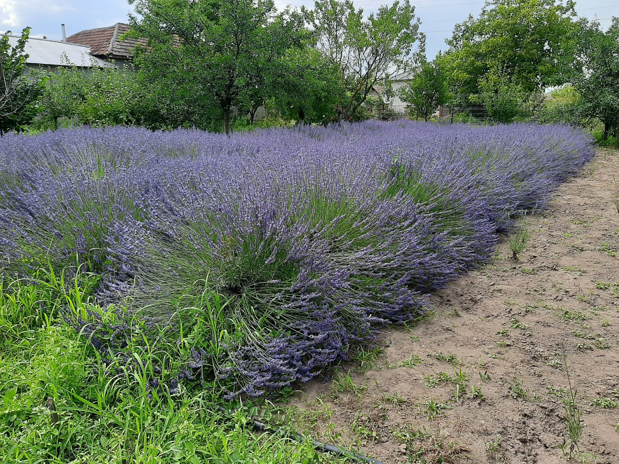 Flori Lavanda uscata producție 2023