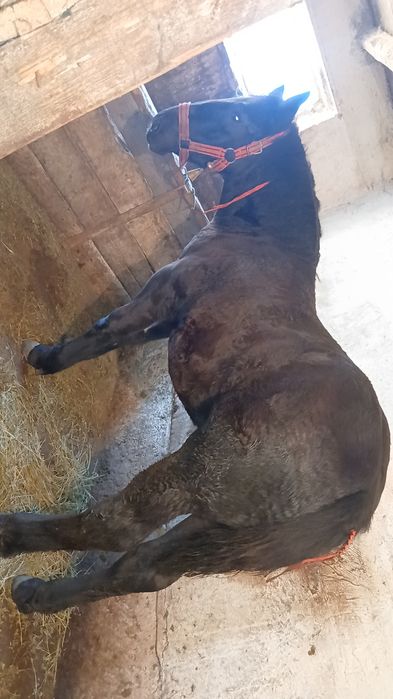 De vânzare mânza neagra!