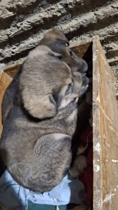 Kuchuklar bor katta boladigan