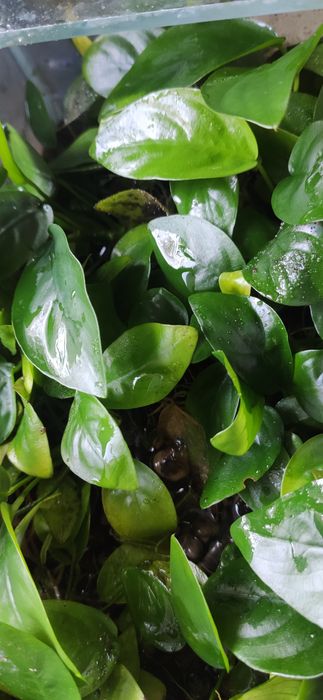 Анубиас для аквариума