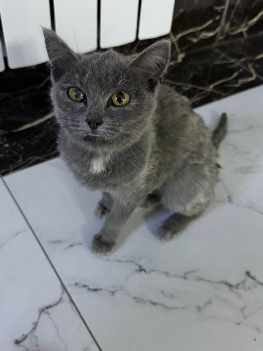 Бесплатно котенок