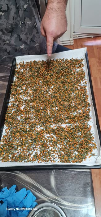 Ardei iute  Aji charapita