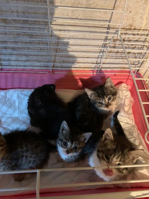 Котята ищут дом, срочно