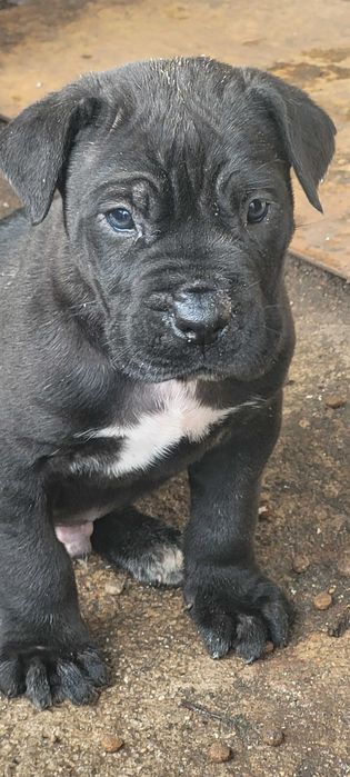 Продавам бибета Кане Корсо.