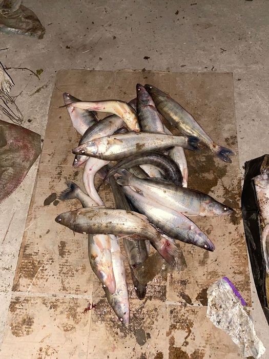 Свежие рыбы срочно