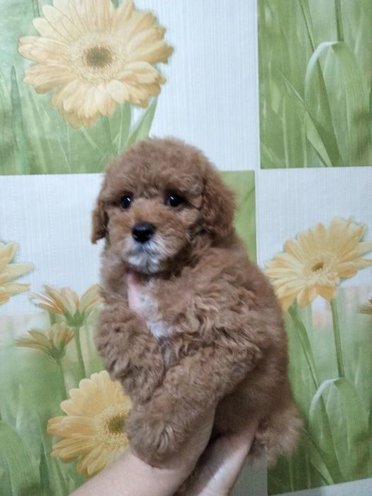 Продаются той пуделята,родились 18.09.25.