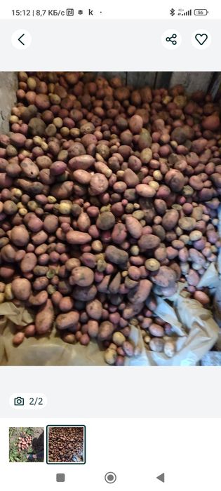 Продам домашний картофель отборный