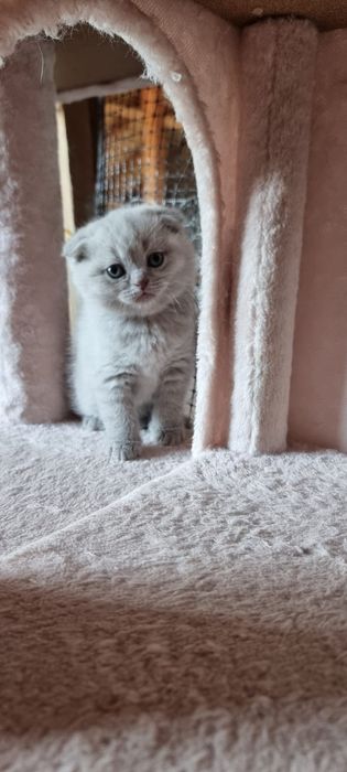 British scottish lila