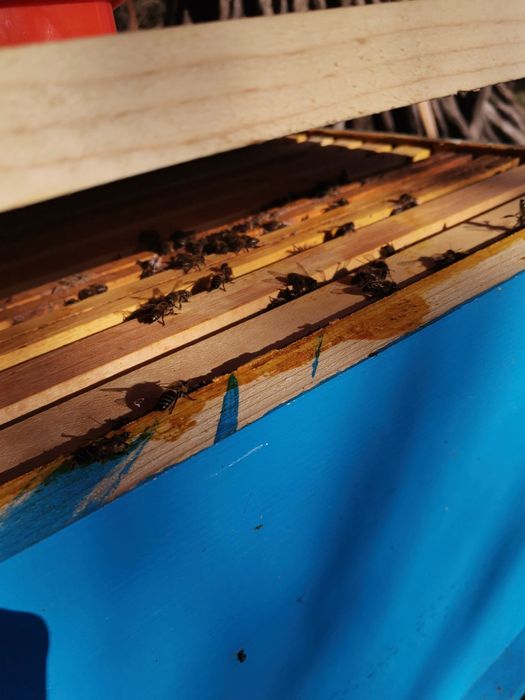 Пчелен мед - букет гр. Шумен