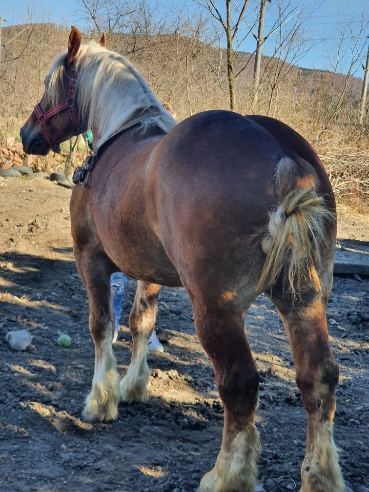 Cal castrat de 5 ani de vânzare