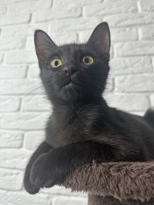 Котенок 3 месяца