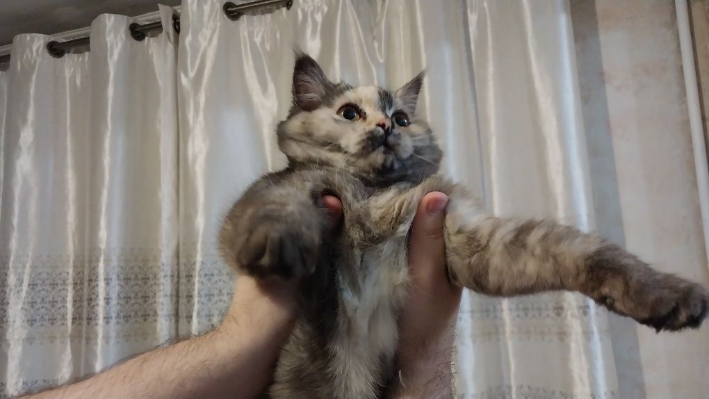 Отдам в добрые руки кошечку подростка  восьмимесячную.