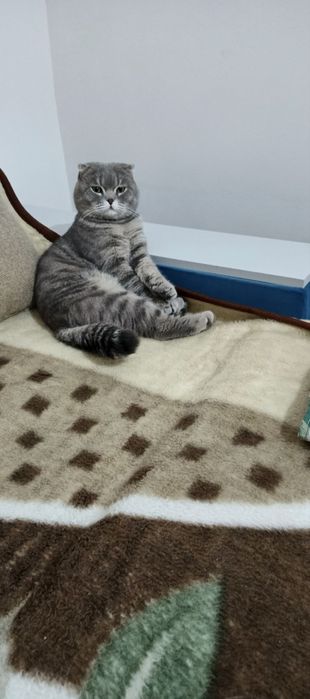 Mushuk skotish fo'ld o'gil bola