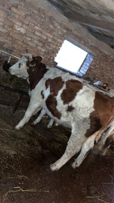 Vand juninca in varsta de 4 ani cu vitel tauras