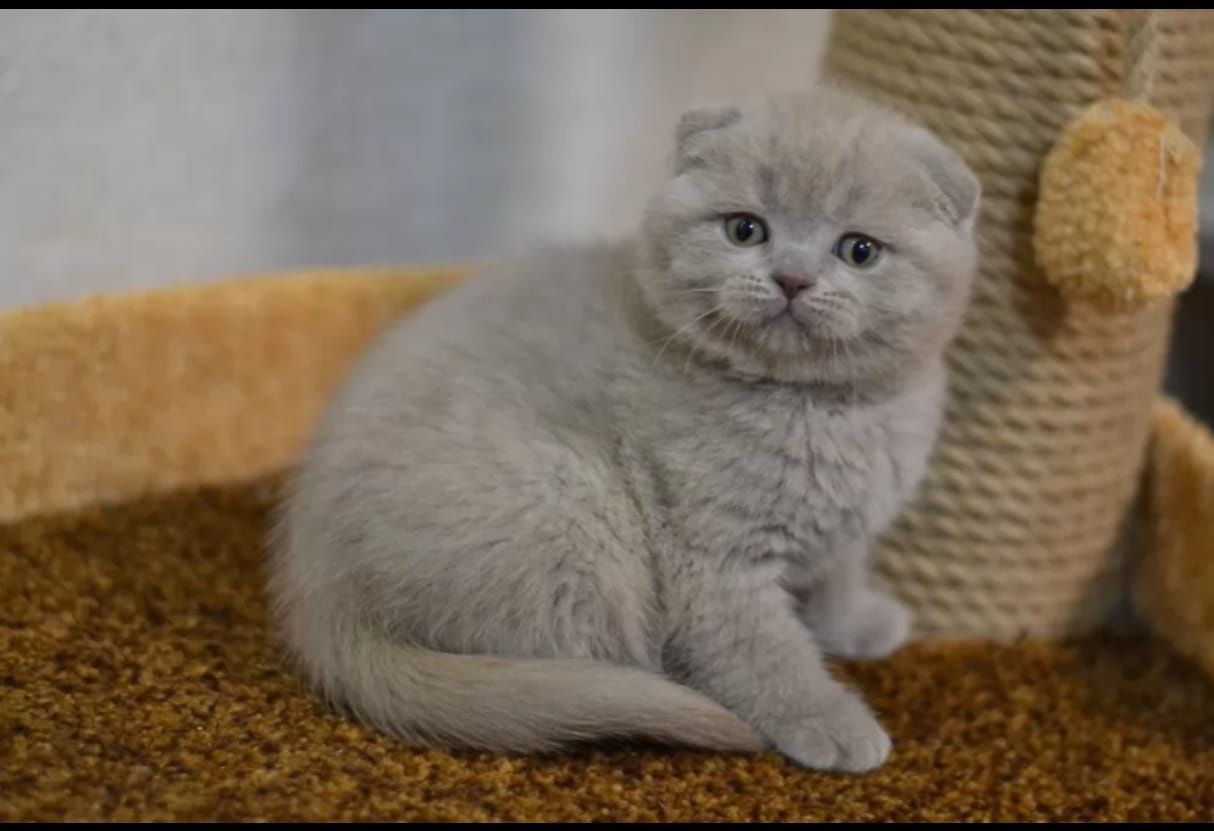 Scottish fold liliac