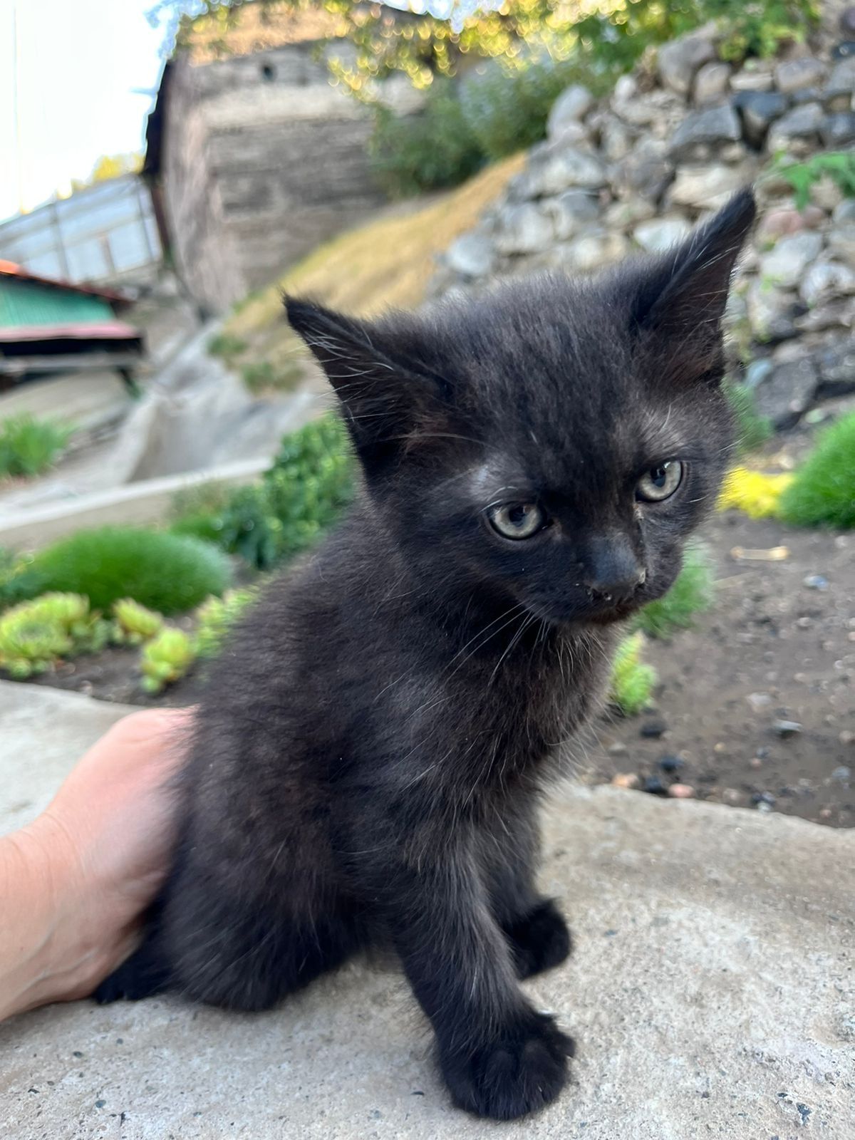 Котеначки ищут свой дом