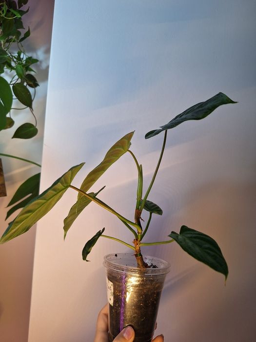 Philodendron Majestic