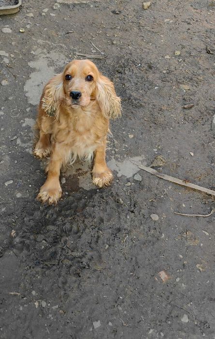 Продавам кокер шпаньол