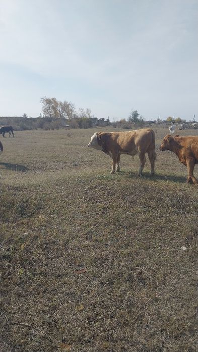 Продам бычков подсосов