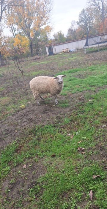 Продавам две шилета за дъмазлък