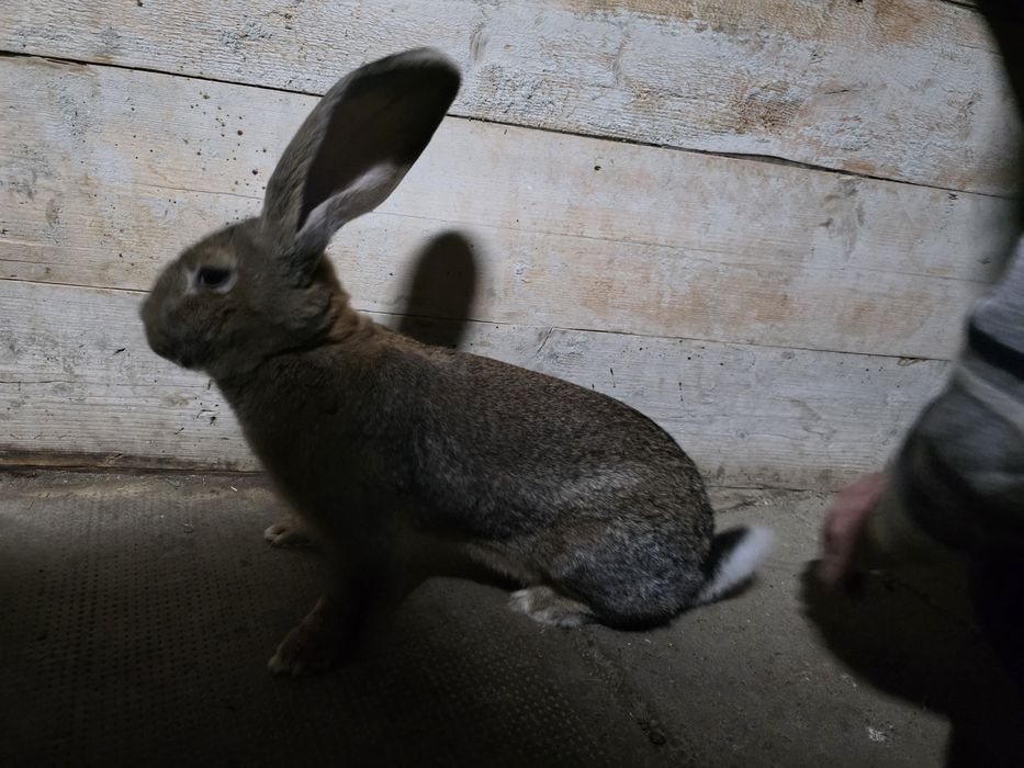 Iepure urias gri german