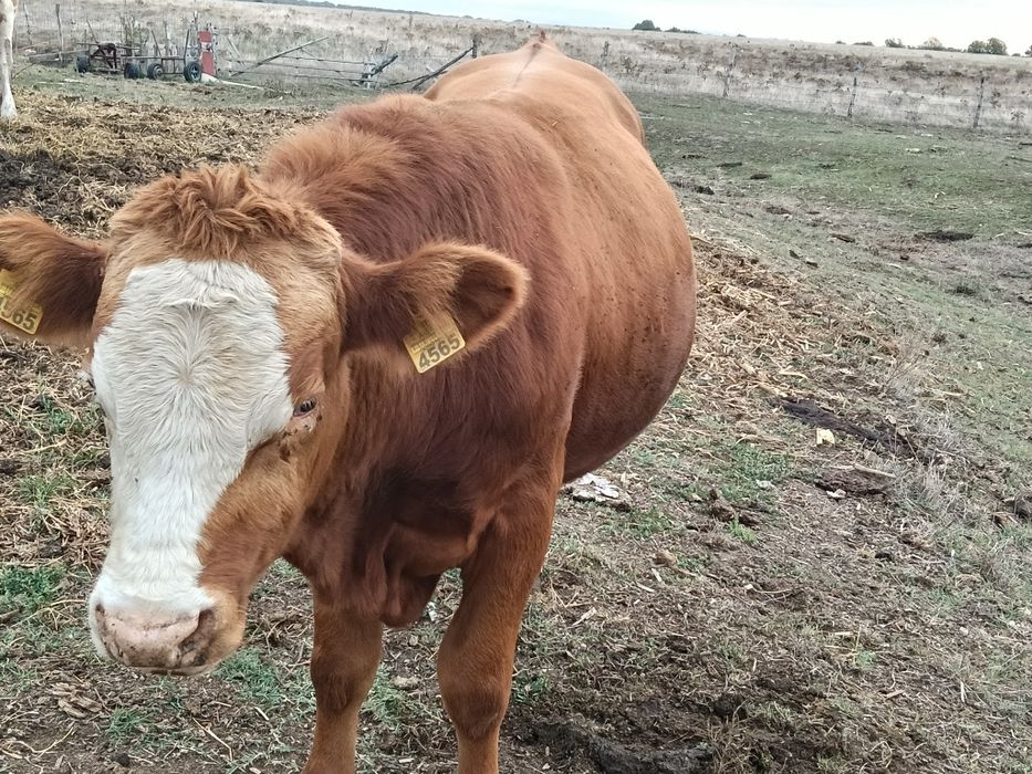 Vițel angus  de vânzare
