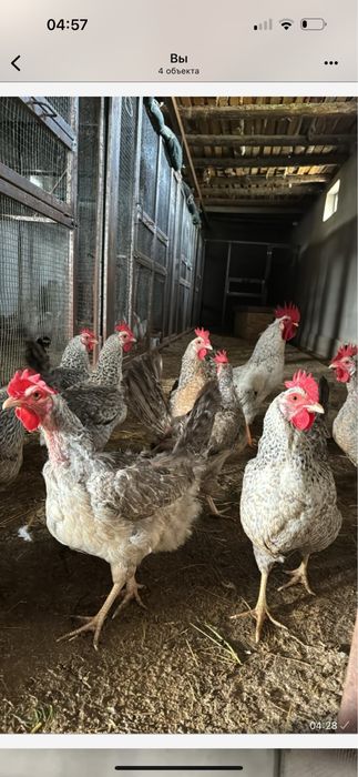 Барковская барвистая балапандары бар