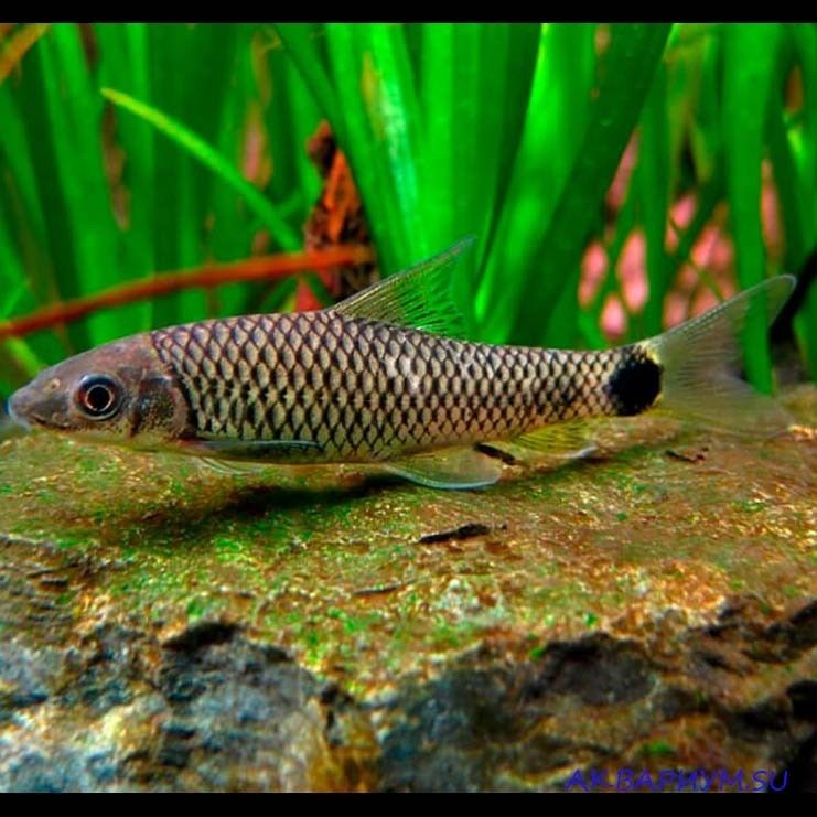 Сетчатый водорослеед, полезная аквариумная рыбка.
