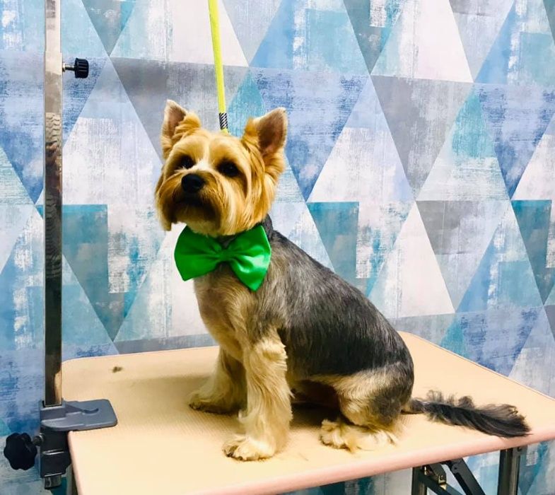 Tund caini si pisici/ Frizerie canina si felina/Tuns caini/Tuns pisici