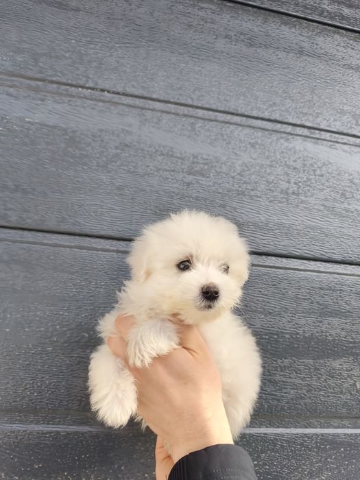 Bichon maltesse/ maltez mini toy