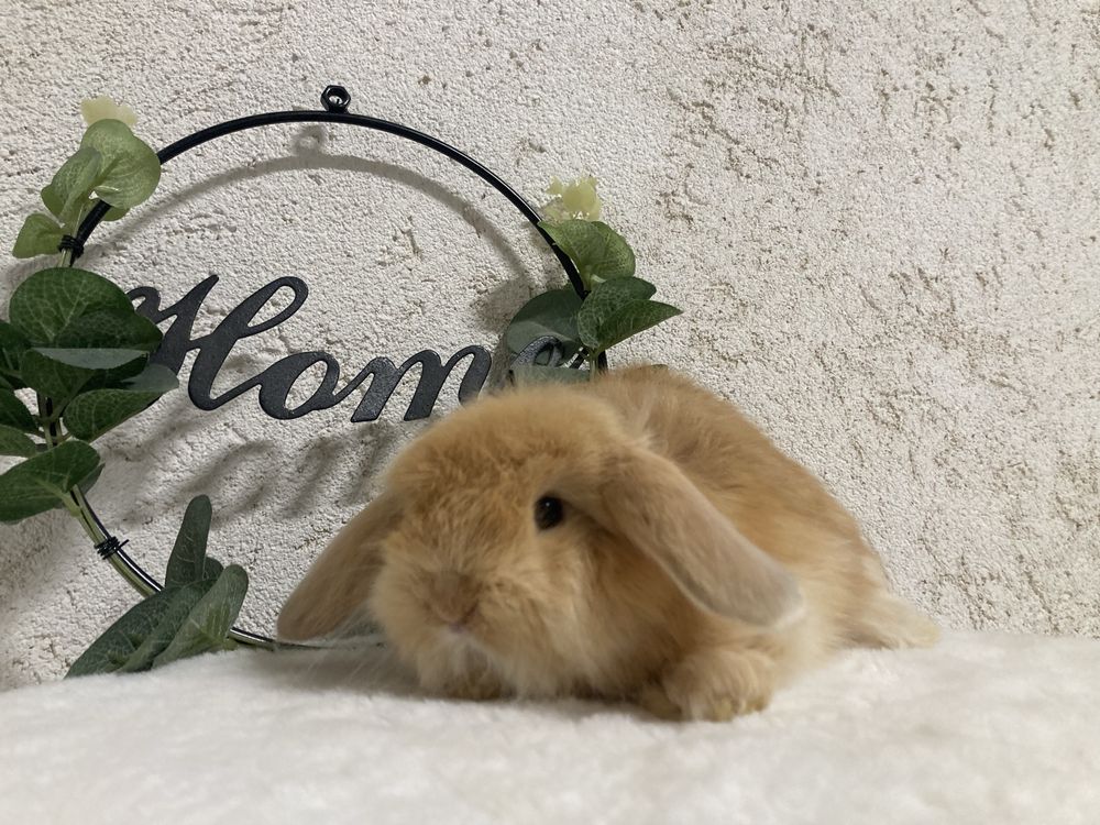 Iepuri pitici de companie berbec pitic/mini lop/holland lop