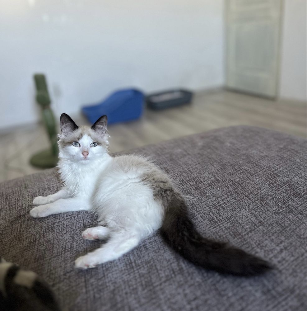 Băiețel Ragdoll Seal Bicolor