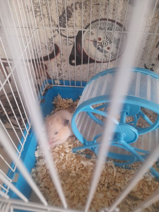 Hamster/ Hamyak/ Hamichok