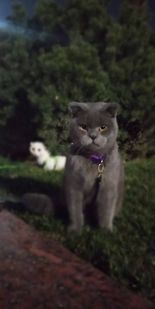 Кошка скотиш фолд чистокровный парода