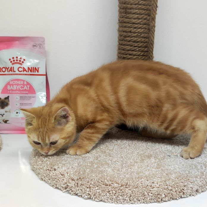 Британские Котики и кошечки ждут любящих хозяев