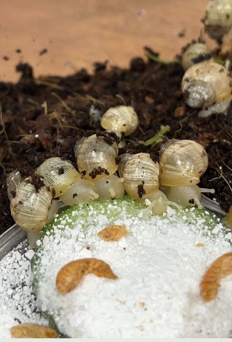 Улитки ахатина фулика Альбино боди