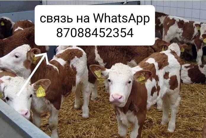 Продам бычки телята крс