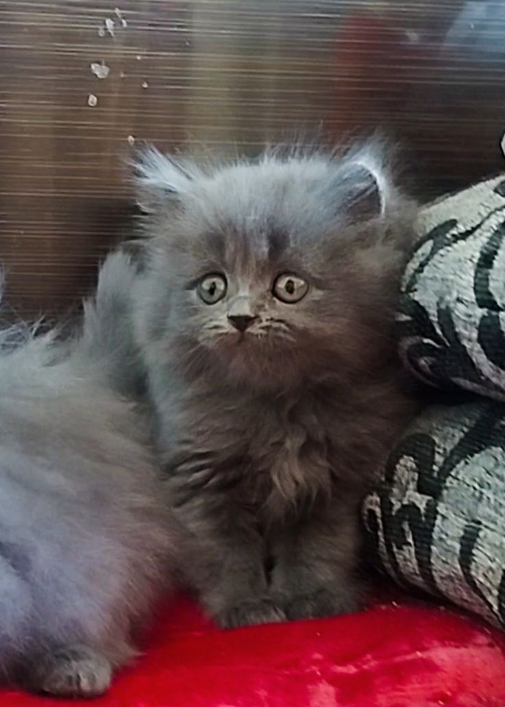 Срочно продам котят
